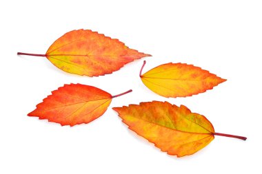 Beyaz arka plan üzerinde izole sonbahar leaves(Hibiscus)