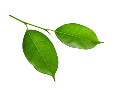 Beyaz arkaplanda yeşil yaprak izole edildi