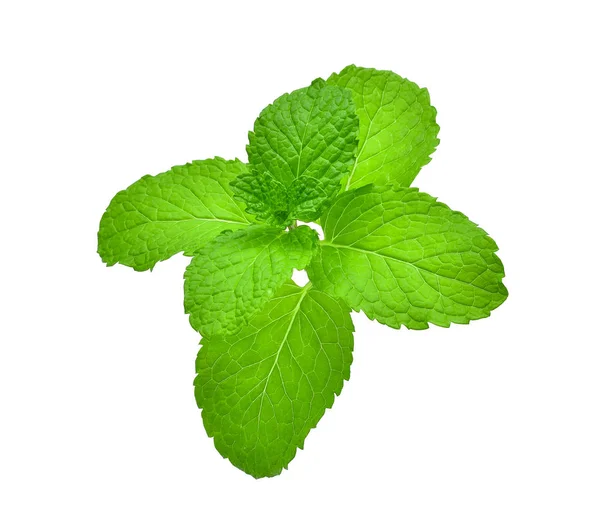 Hoja de menta fresca aislada sobre fondo blanco — Foto de Stock