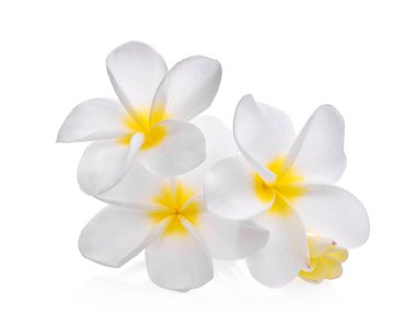 Beyaz arka plan üzerinde izole beyaz frangipani (plumeria) çiçek