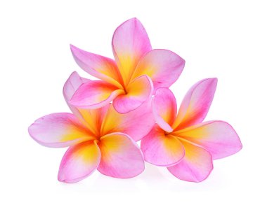 Beyaz arka plan üzerinde izole frangipani çiçekler