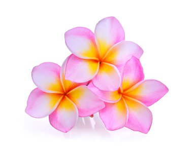 Beyaz arka plan üzerinde izole frangipani çiçekler