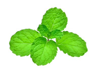 Beyaz arkaplanda izole edilmiş taze nane yaprağı