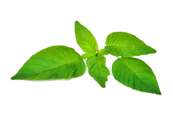 Zarzamora de raíz roja (Amaranthus retroflexus) aislada en espalda blanca — Foto de Stock