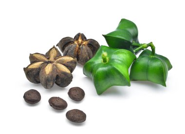 Beyaz arka plan üzerinde izole taze sacha InChI