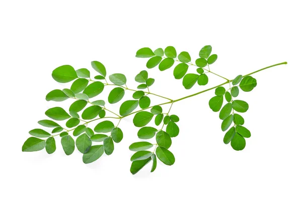 Moringa beyaz arka plan üzerinde ayrı tut moduyla bırakır — Stok fotoğraf