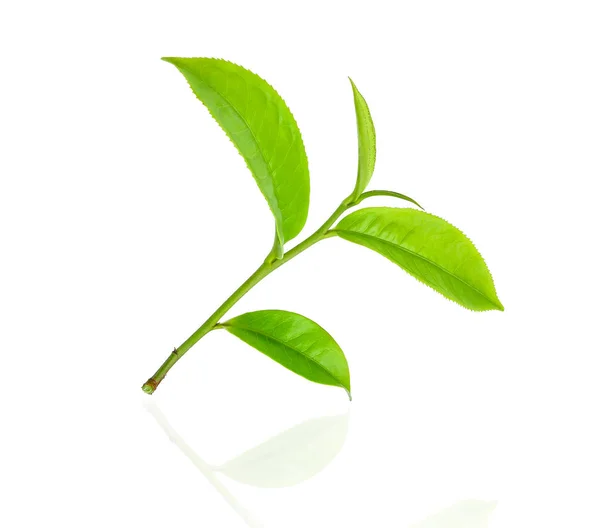 Green tea leaf isolated on white background — Stock Photo, Image