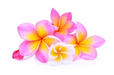 Beyaz arka plan üzerinde izole frangipani çiçekler