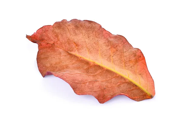 Πίσω από το φθινόπωρο τα φύλλα απομονώνονται σε λευκό φόντο — Φωτογραφία Αρχείου