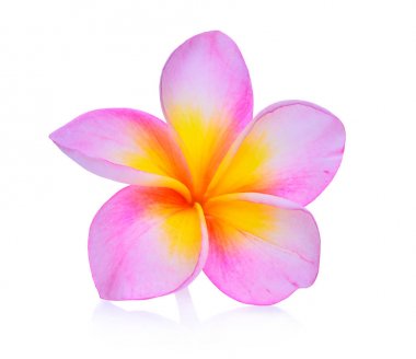 Beyaz arka plan üzerinde izole frangipani çiçekler