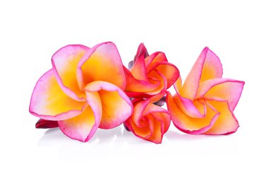 Beyaz arka plan üzerinde izole frangipani çiçekler