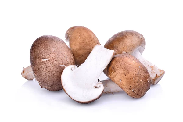 Shiitake mushroom isolated on white background — Stock Photo, Image