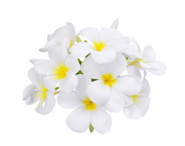 Beyaz arka plan üzerinde izole beyaz frangipani (plumeria) çiçek