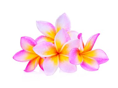 su ile Frangipani çiçekler üzerinde izole beyaz arka plan damla