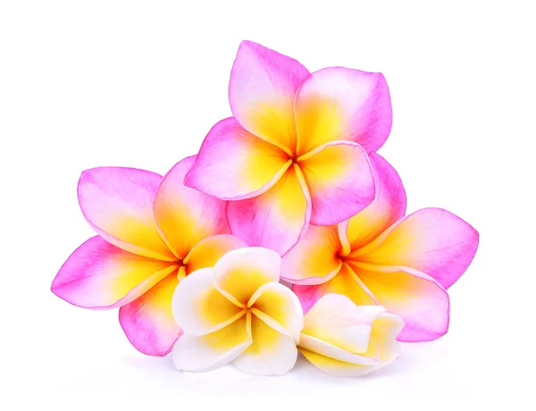 Flores de Frangipani isoladas sobre fundo branco — Fotografia de Stock