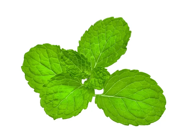 Hoja de menta fresca aislada sobre fondo blanco — Foto de Stock