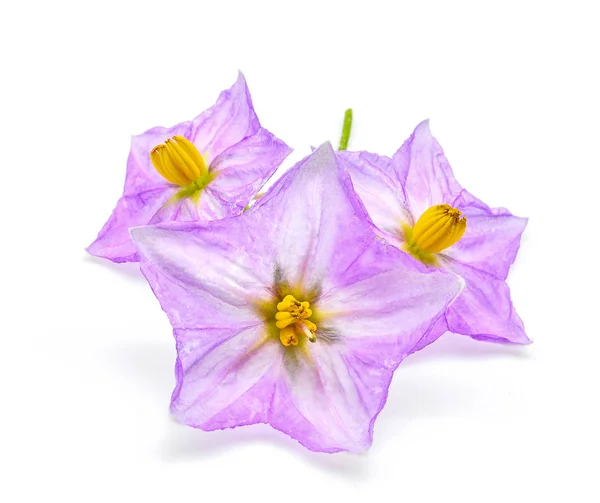 Auberginen Blume isoliert auf weißem Hintergrund — Stockfoto