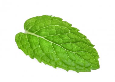 Beyaz arkaplanda izole edilmiş taze nane yaprağı