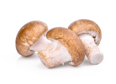 Shiitake mantarı beyaz arkaplanda izole edilmiş.