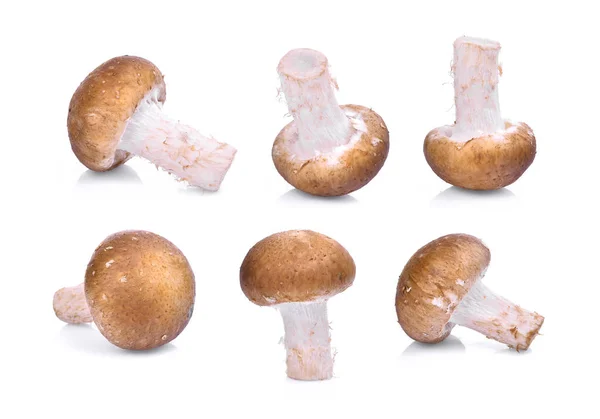 Shiitake mushroom isolated on white background — Stock Photo, Image