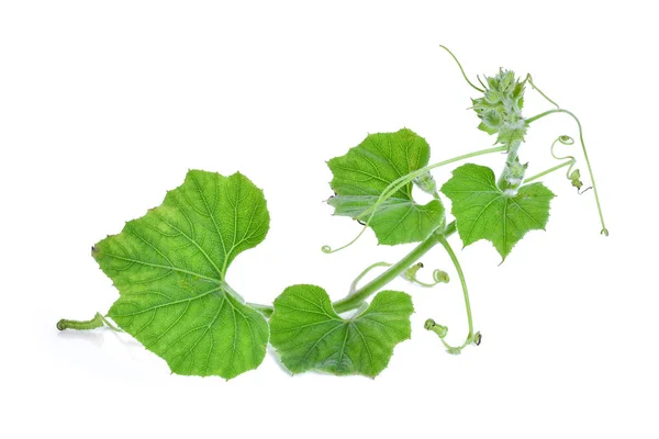 Rama de hoja de calabaza aislada sobre fondo blanco —  Fotos de Stock