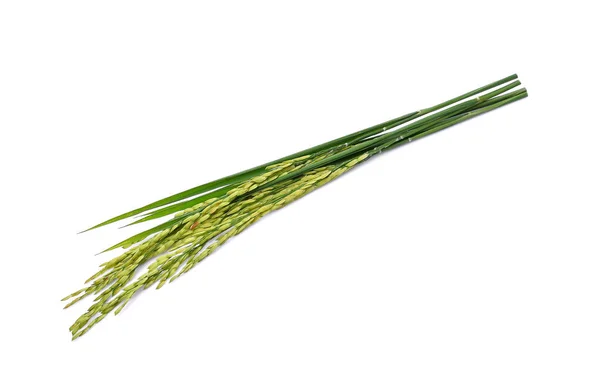 Arroz con cáscara verde aislado sobre fondo blanco — Foto de Stock