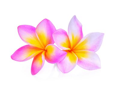 Beyaz arka plan üzerinde izole frangipani çiçekler