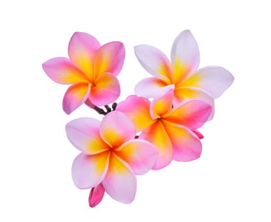 Beyaz arka plan üzerinde izole frangipani çiçekler