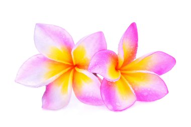 su ile Frangipani çiçekler üzerinde izole beyaz arka plan damla