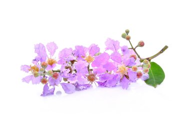 Mor çiçek (Lagerstroemia floribunda) üzerinde beyaz backg izole