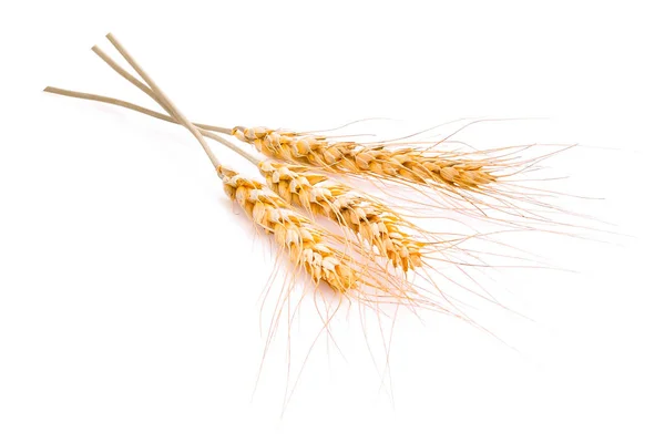 Wheat ears isolated on white background Stock Photo