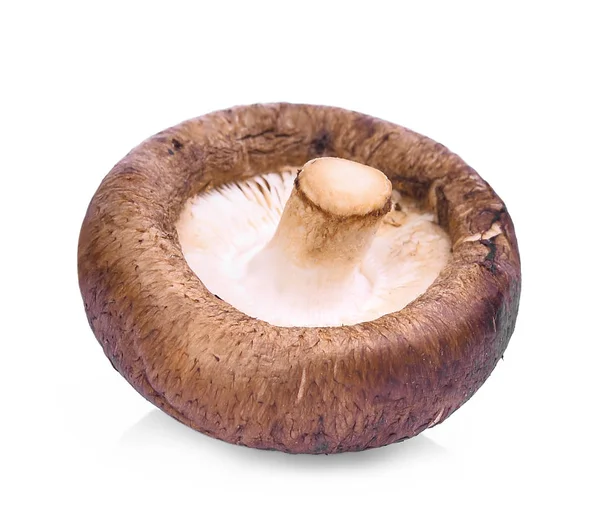 Shiitake mushroom isolated on white background — Stock Photo, Image