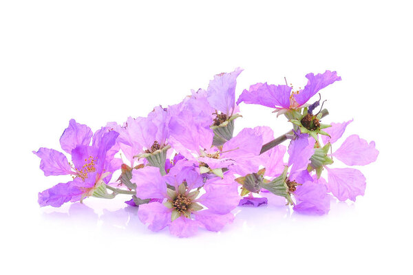 purple flower (Lagerstroemia floribunda) isolated on white backg