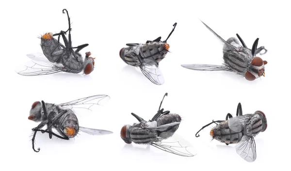 Conjunto de moscas mortas isoladas no fundo branco — Fotografia de Stock