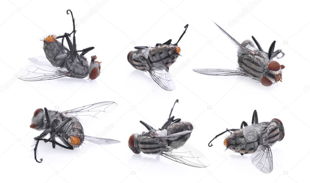 set of dead flies isolated on white background