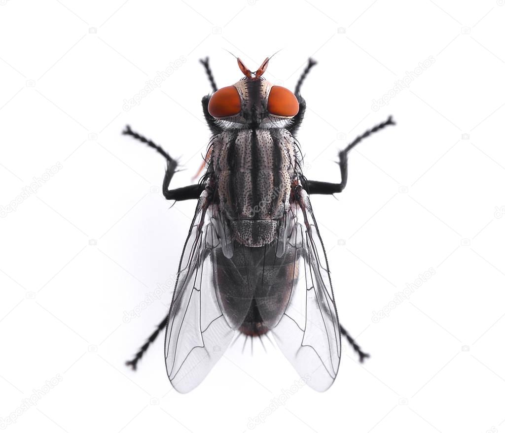 top view of fly isolated on white background 