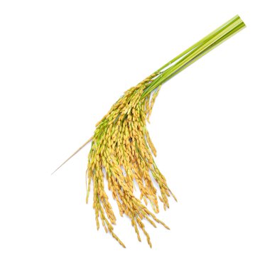 Yeşil çeltik pilavı beyaz arka planda izole edilmiş