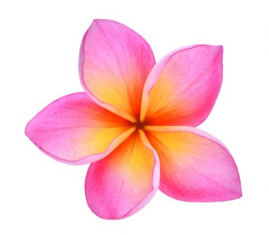 Frangipani veya beyaz arkasında izole plumeria (tropikal çiçek)
