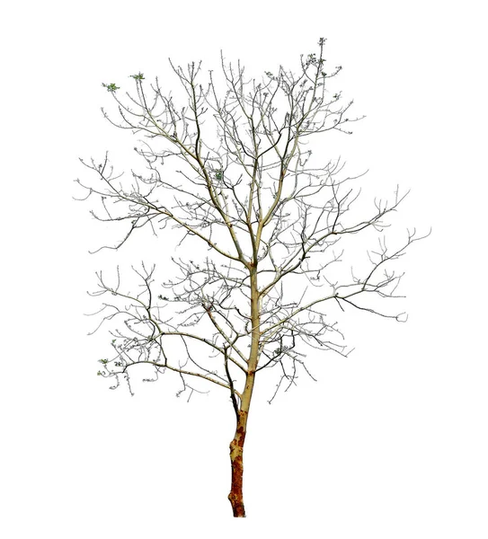 Δέντρο χωρίς φύλλα απομονωμένο σε λευκό φόντο — Φωτογραφία Αρχείου