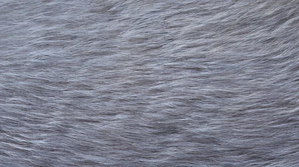 gray dog fur for abstract or background