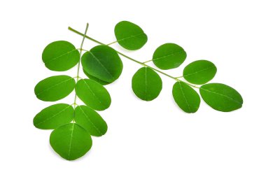 Moringa bırakır, beyaz arka plan üzerinde izole tropikal otsular