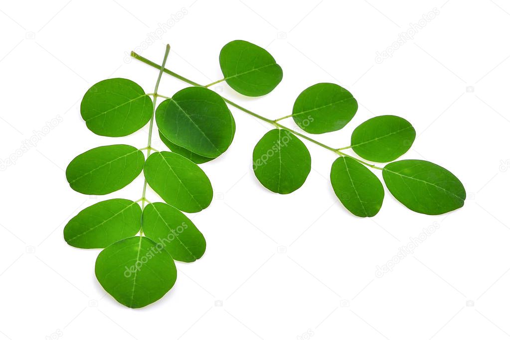 Moringa leaves,Tropical herbs isolated on white background