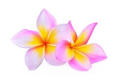 Frangipani veya beyaz arkasında izole plumeria (tropikal çiçek)