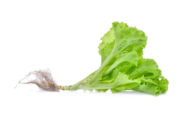 Färsk grön sallat salladsblad med root isolerad på vita bac — Stockfoto