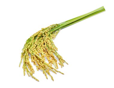 Yeşil çeltik pilavı beyaz arka planda izole edilmiş