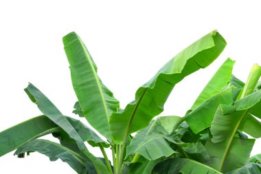 Beyaz arka plan üzerinde izole yeşil muz yaprakları ağacı