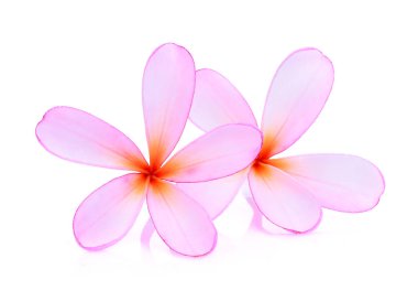 Frangipani veya beyaz arkasında izole plumeria (tropikal çiçek)