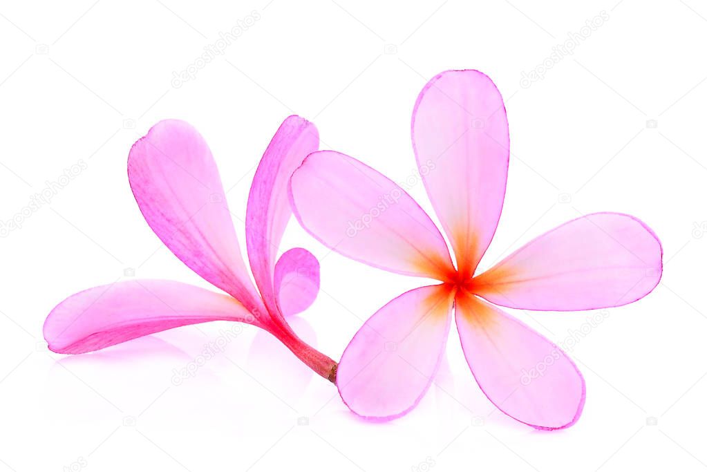 frangipani or plumeria (tropical flowers) isolated on white back