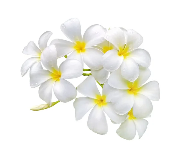 Beyaz frangipani (plumeria) çiçek üzerinde izole su damlaları ile 