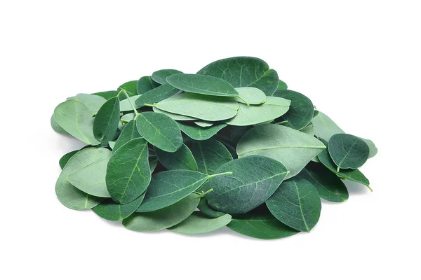 더미 신선한 moringa 단풍에 고립 된 흰색 배경 — 스톡 사진